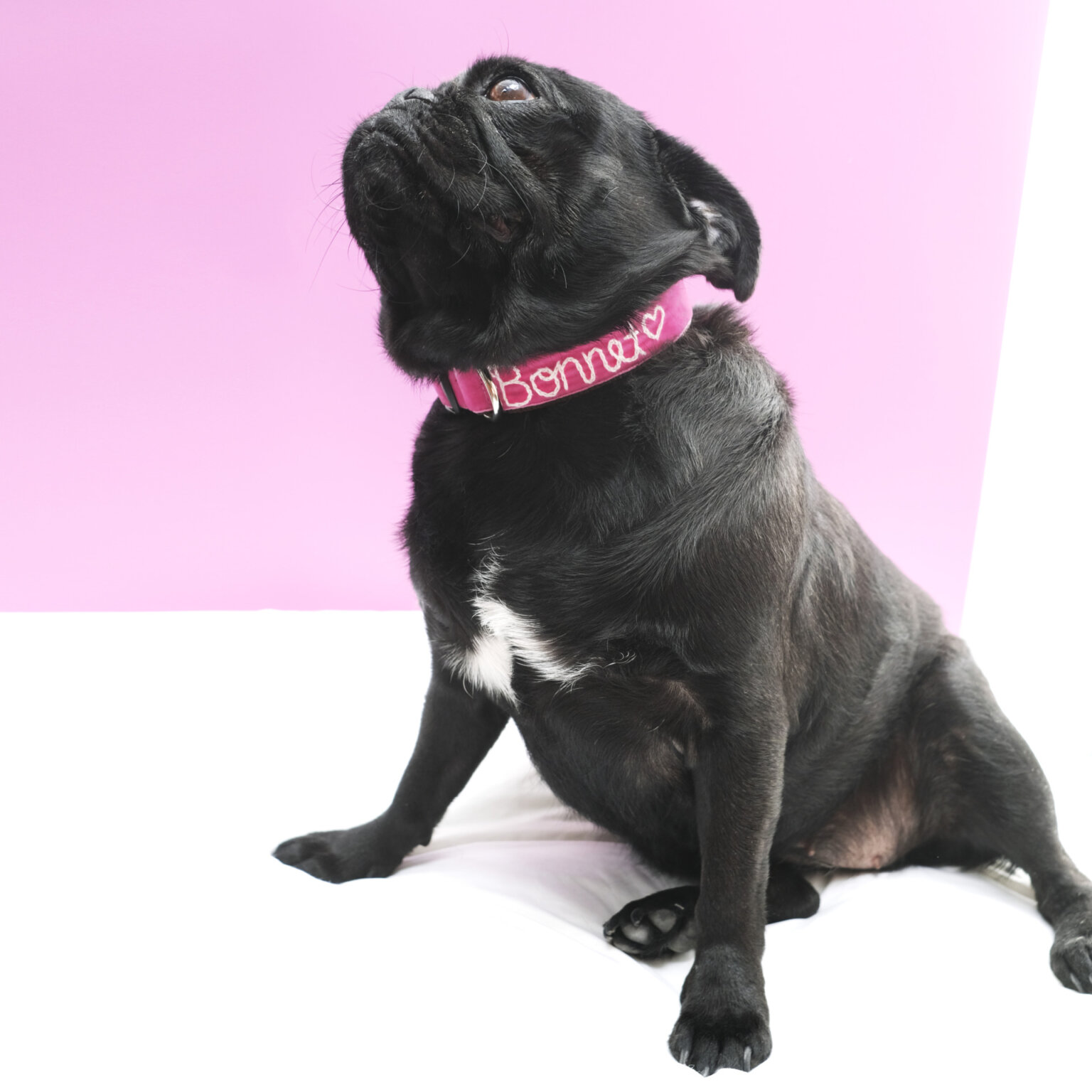 'Zoe' Personalized Dog Collar Embroidered