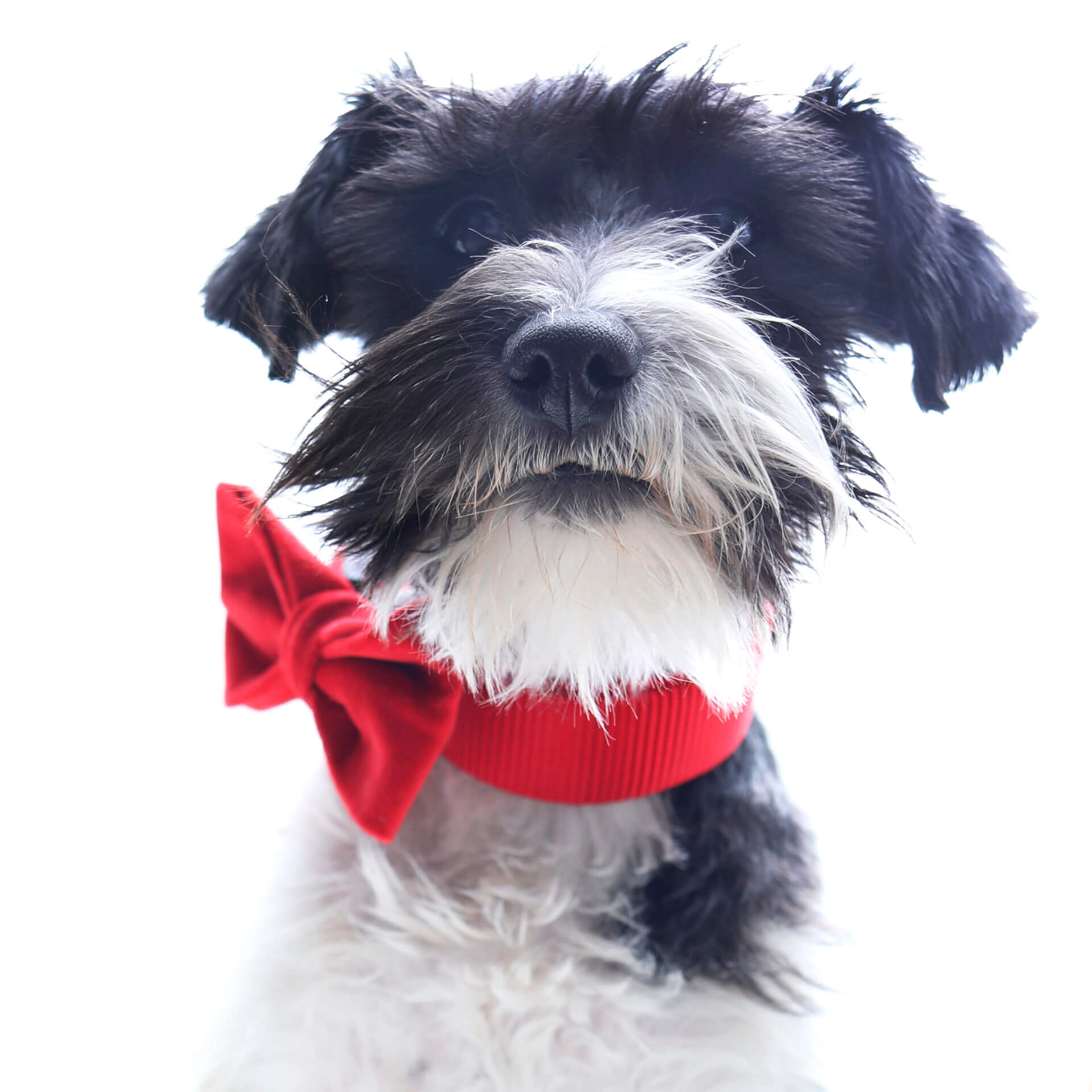 Cute Soft Girl Dog Collar With Bow, Bowtie Dog Collar For Boy Dog