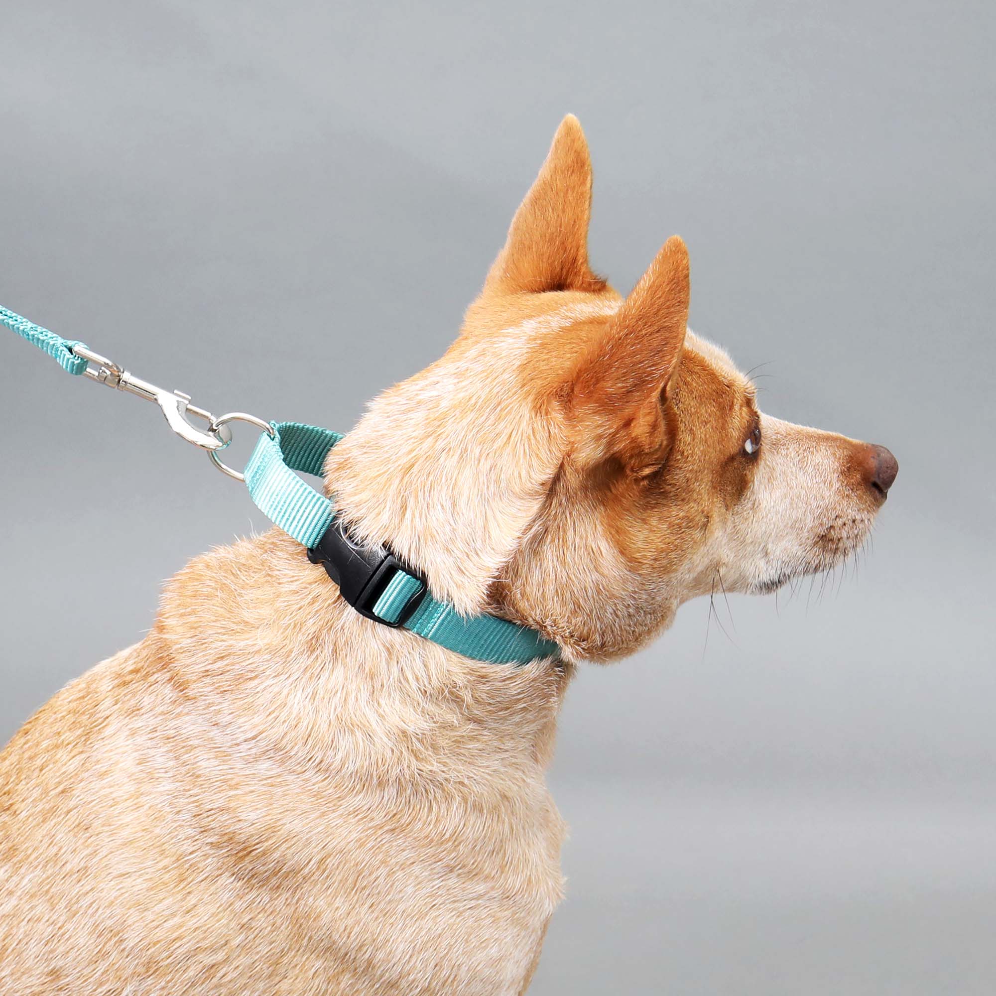 Fashion Custom Dog Collar Nylon Print Personalized Pet Collar