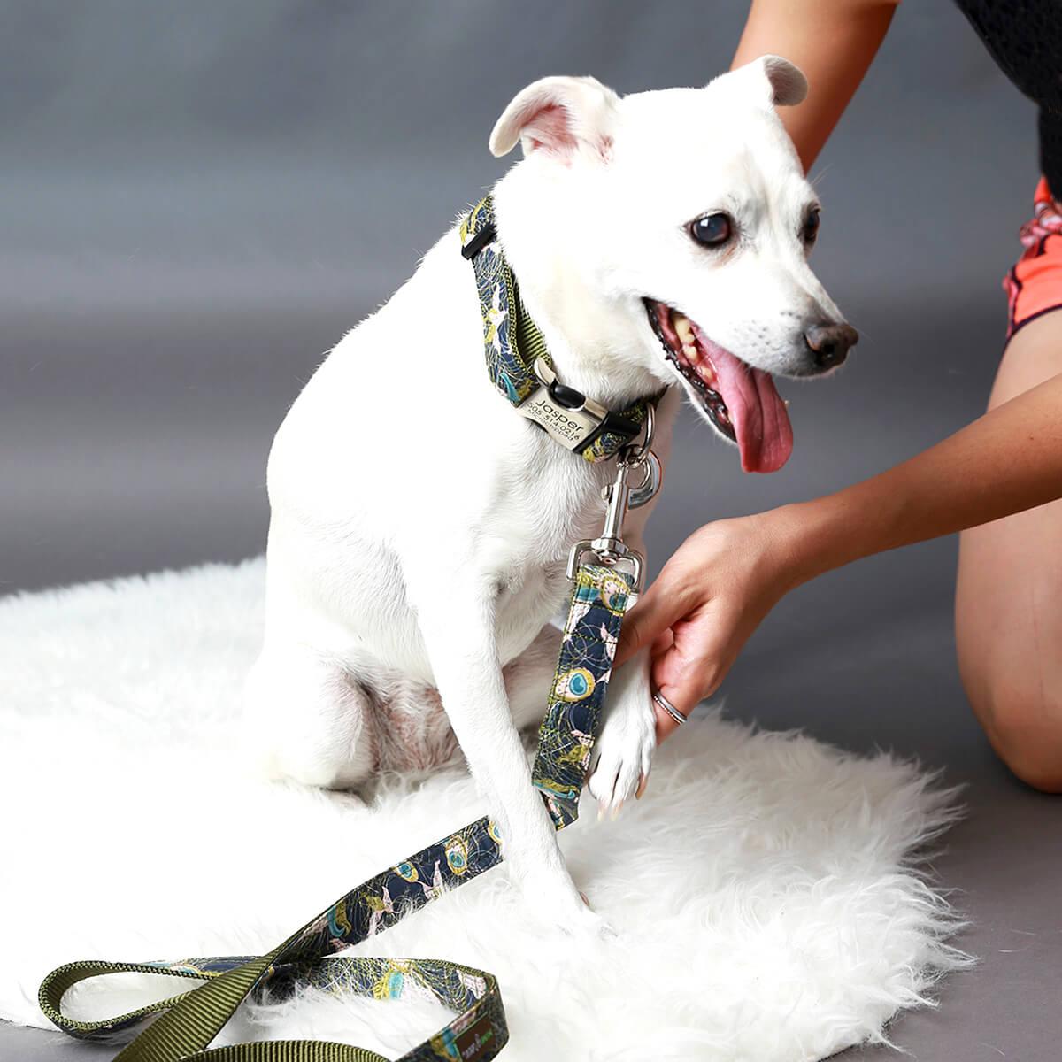 Designer Dog Leashes For Dogs