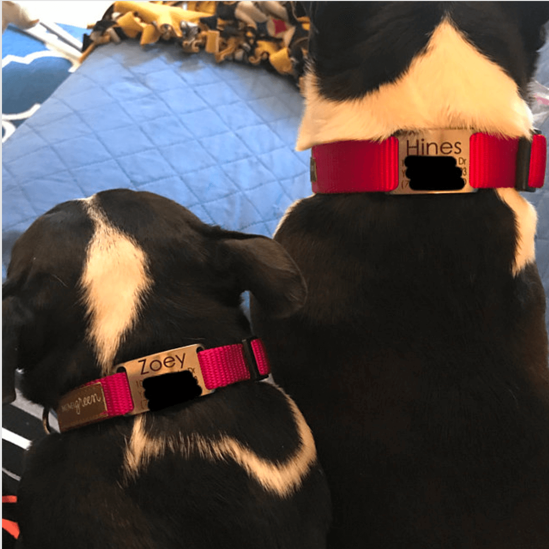 Engraved Name Plate Dog Collar Personalized with 18 color choices