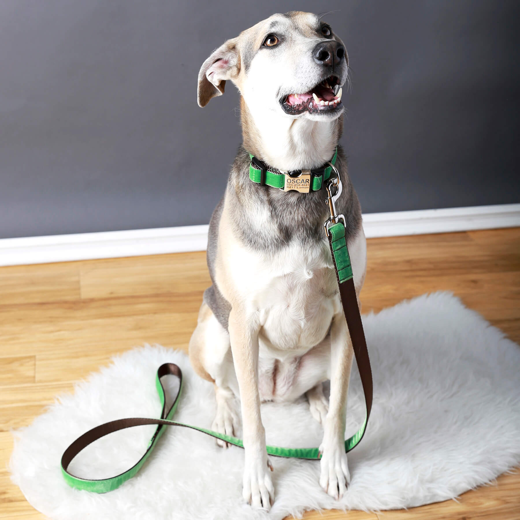 Oscar' Green Embroidered Dog Collar
