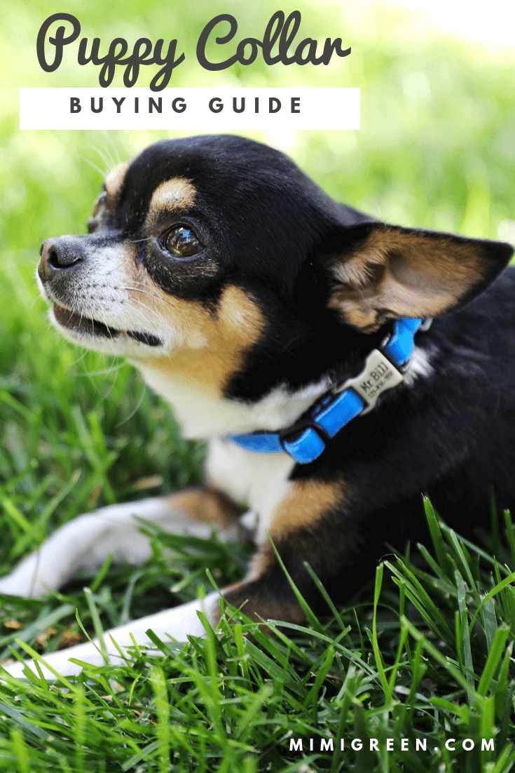 Dog Collar Buying Guide: Getting Your Dog the Right Collar