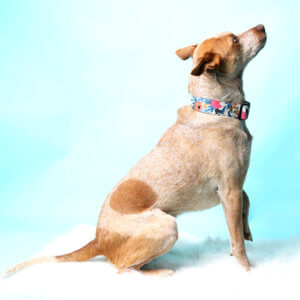 1.5 Inch Wide Personalized Canvas Dog Collar - Rifle Paper Co + More!