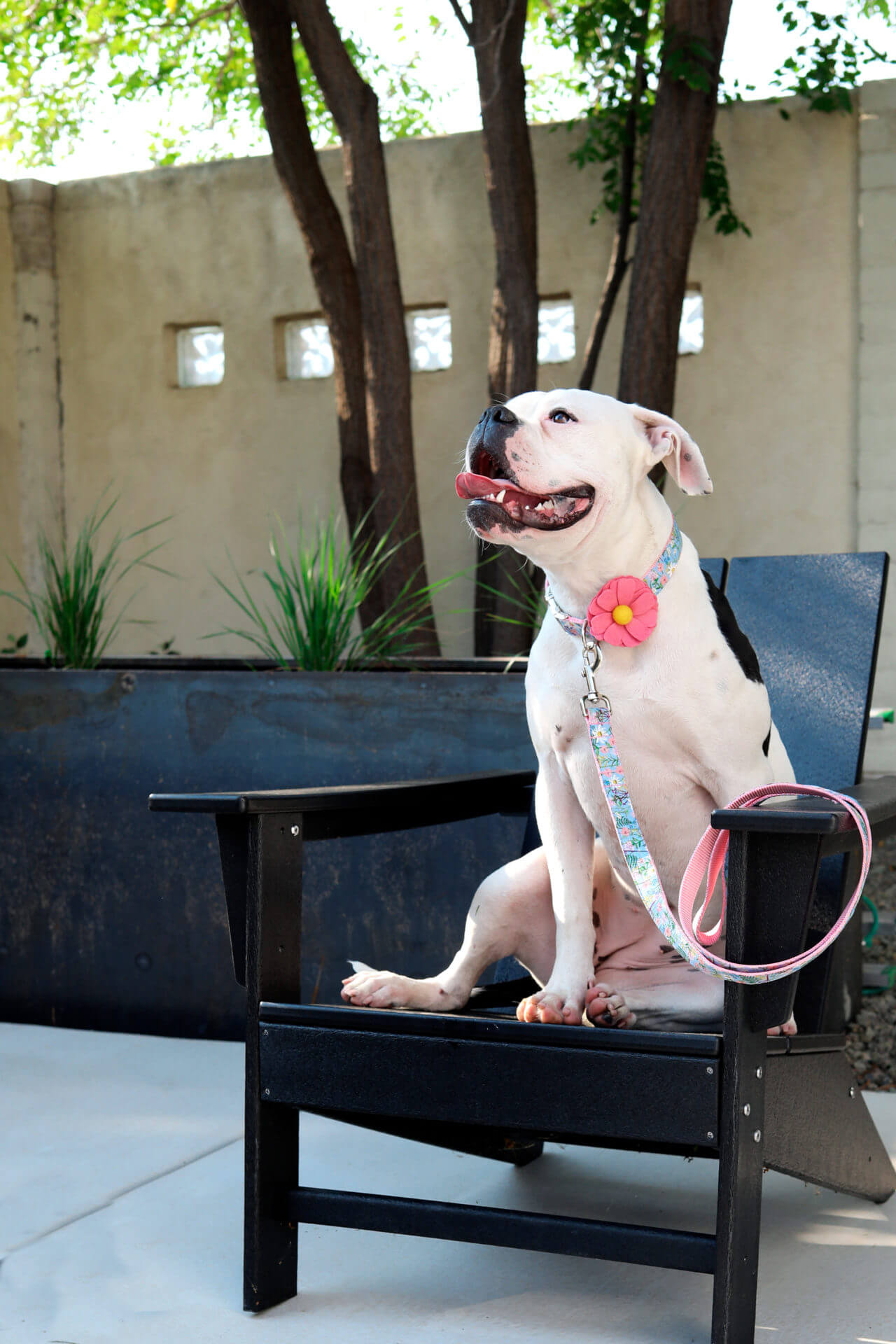  Rhea Rose Girl Dog Collars Summer Daisy Flower Pattern, Female  Adjustable Collar for Puppy, Small, Green : Pet Supplies