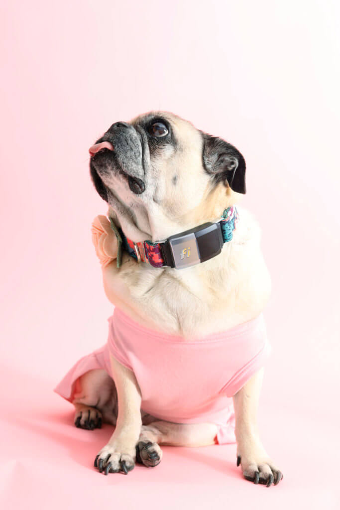 pug pink fi dog collar