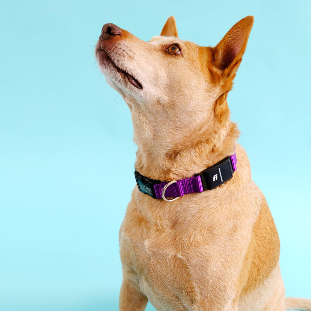 Fi 3 nylon collar purple dog collar fox