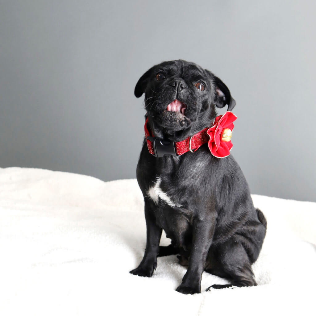 Dog Collar Flower - Jingle all the Way Holiday Gold Velvet