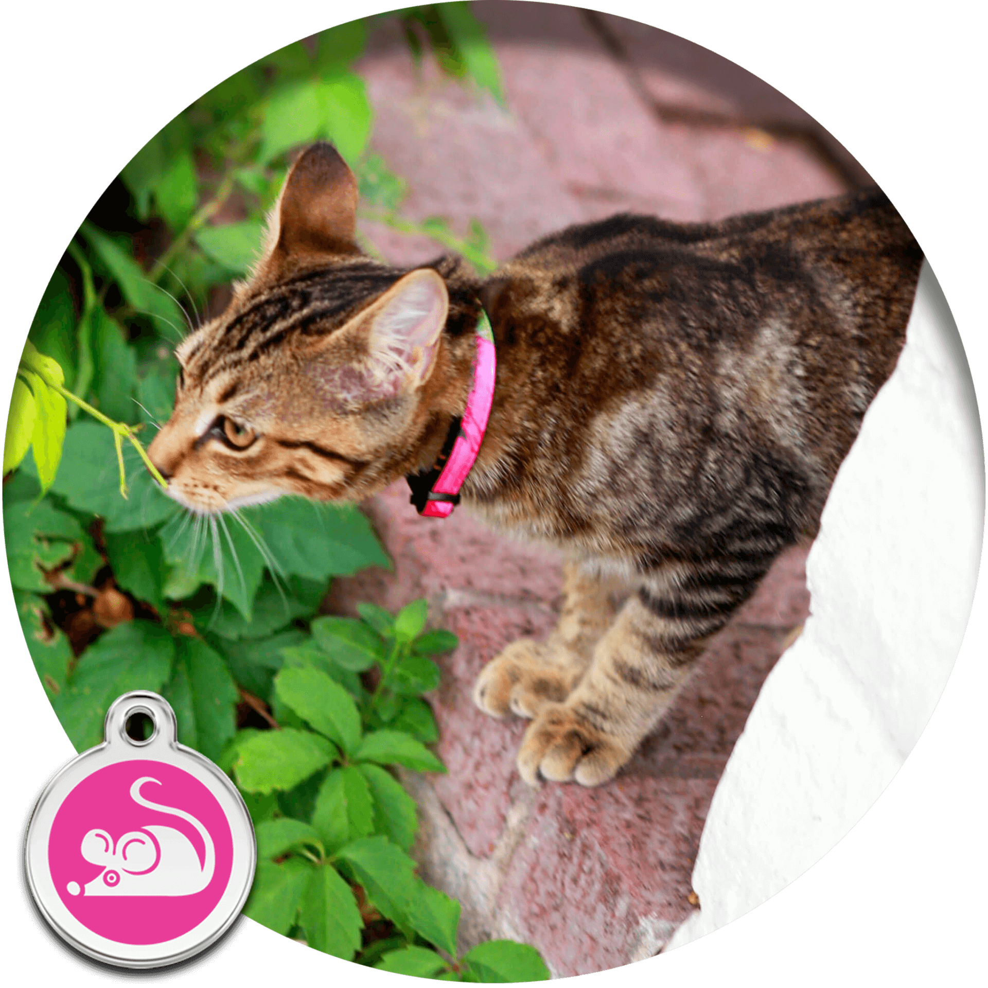 Cat Collar Size Chart + Guide | Mimi Green