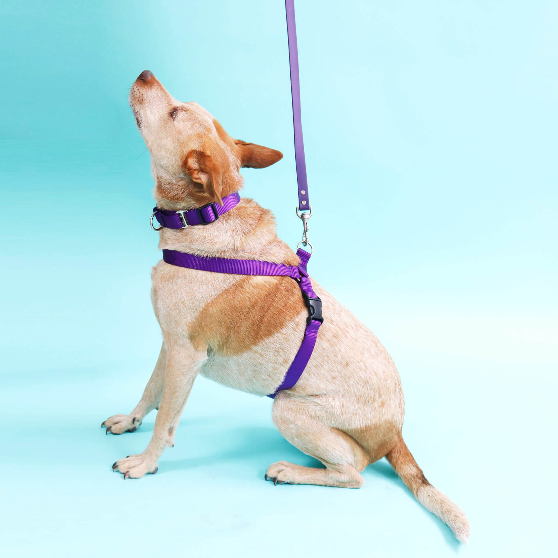 Reflective Nylon Easy On Dog Harness - Optional Engraving