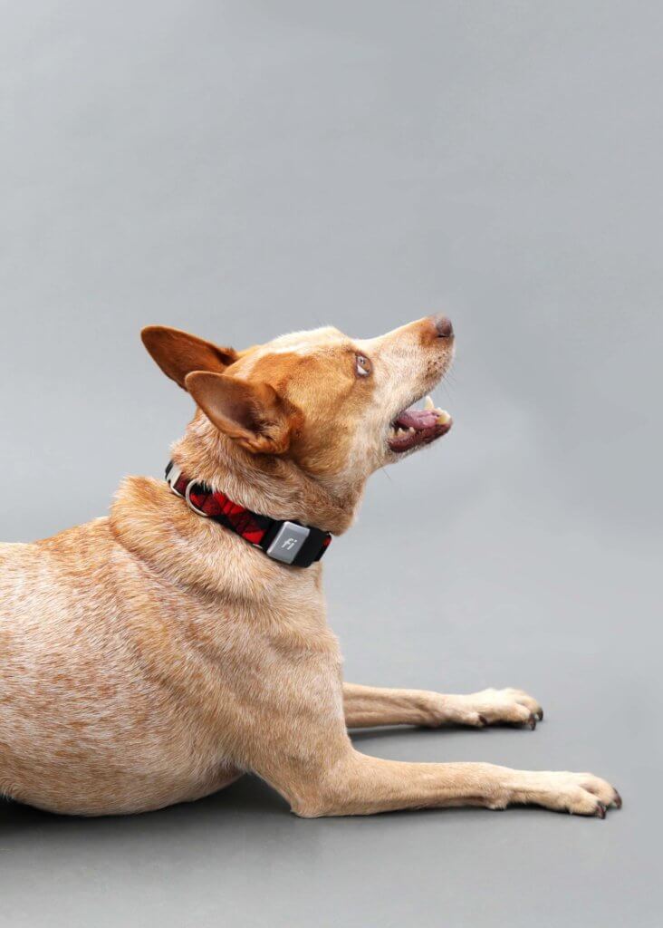 Fox heeler in Flannel Fi Collar buffalo plaid