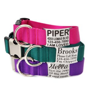 Chipped dog fashion collars