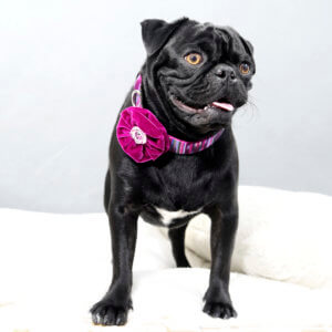 ARING PET Velvet Dog Collar, Unique Pink Dog Collars with Detachable Felt  Flower, Adjustable Soft Velvet Dogs Collar Flower with Metal Buckle for