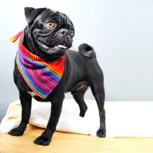 Pug bandana outlet