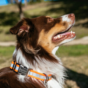 Baxter  Fi Smart Dog Collar