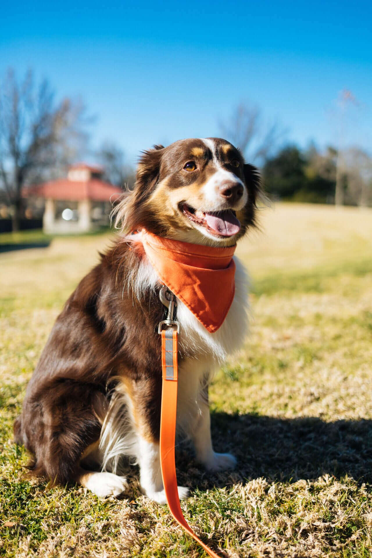 Dog Harnesses for Australian Shepherds