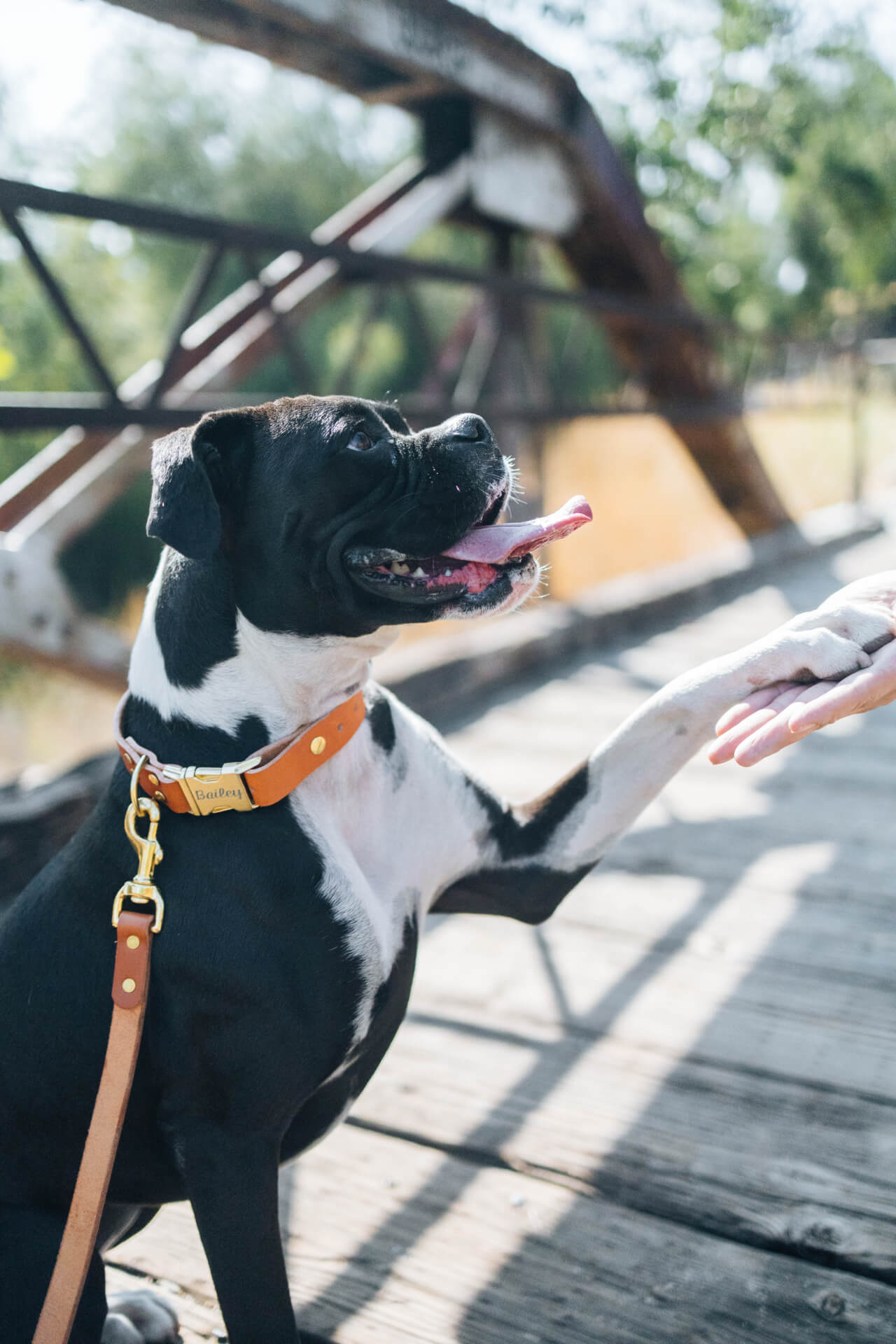 Leather dog collar and leash boxer