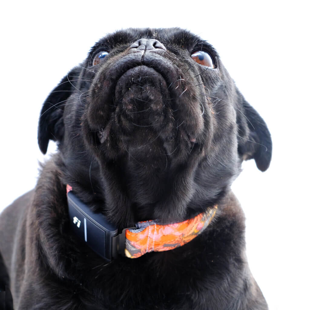 fi dog collar feminine floral pug