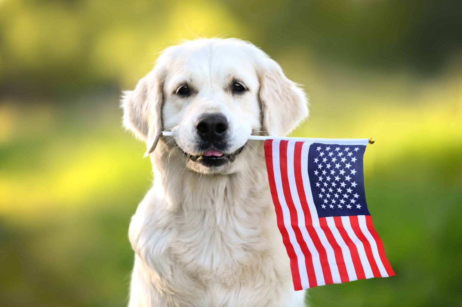 4th Of July & Dogs | Independence Day Safety Tips