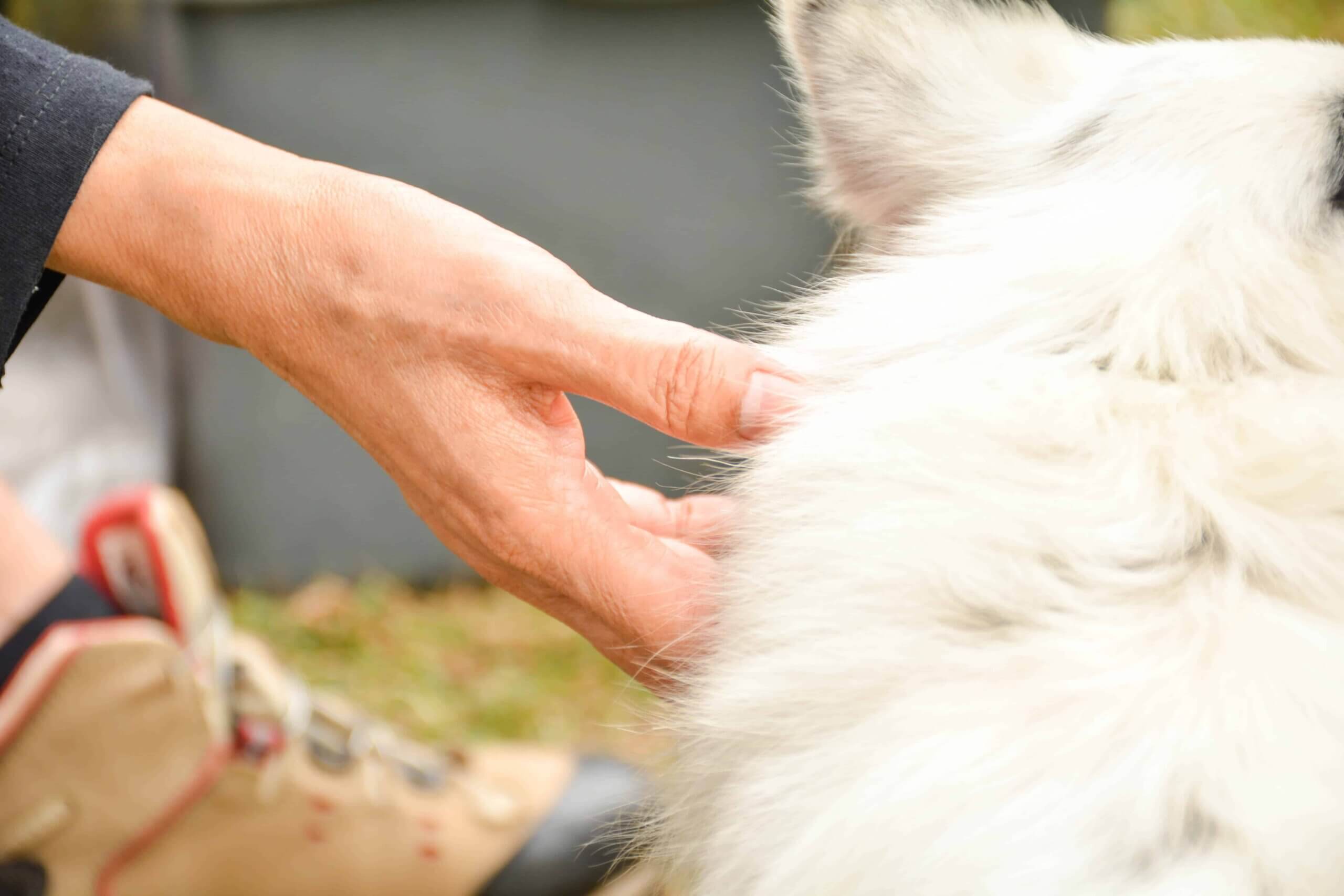 Dog losing fashion hair around neck collar