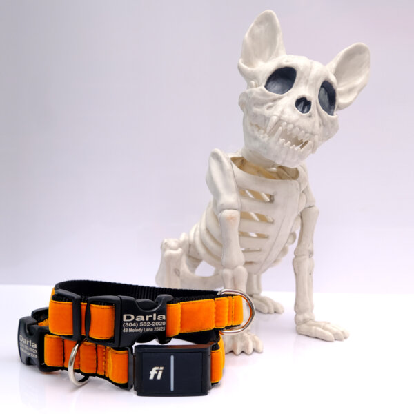 FI dog collar for halloween