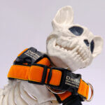 Halloween Velvet Dog Collar - Orange and Black