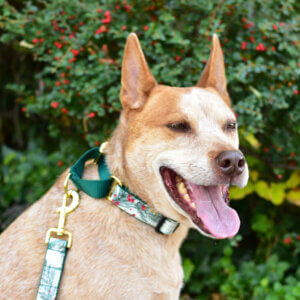 Winter Berry Martingale on Heeler