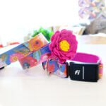 ‘Amelia’ Floral Fi Compatible Laminated Cotton Dog Collar